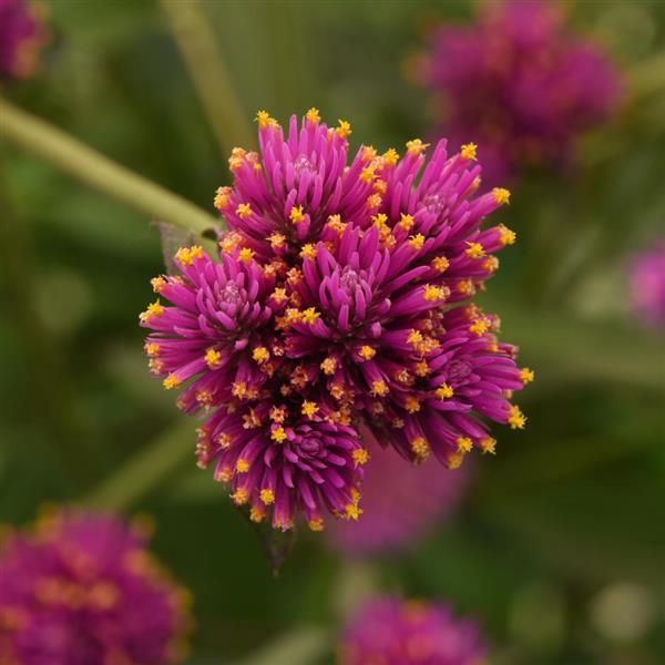 Gomphrena Fireworks - Bloom