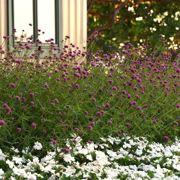 Gomphrena Other Fireworks - Commercial Landscape 2