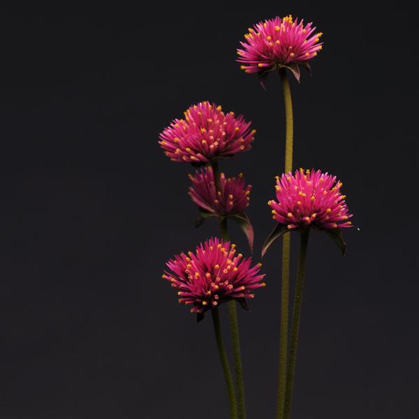 Gomphrena Other Fireworks - Cutflower