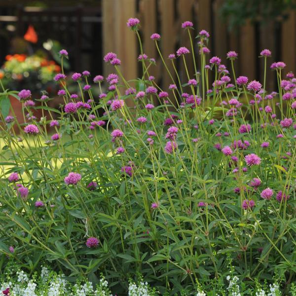 Gomphrena Other Fireworks - Landscape