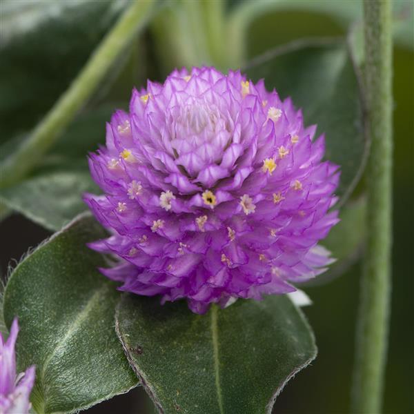 Gomphrena Lavender Lady - Bloom