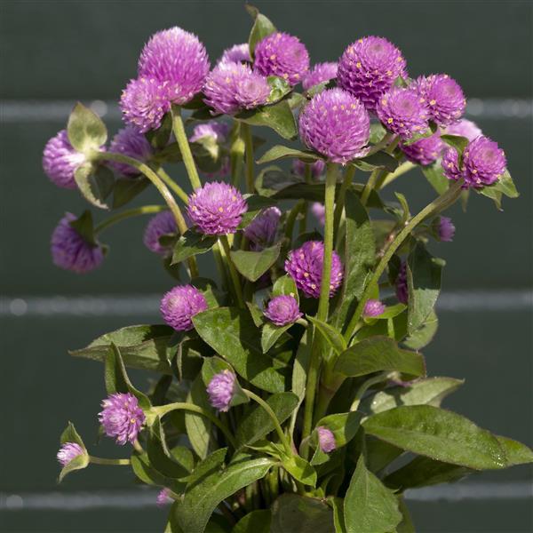 Gomphrena Other Lavender Lady - Container