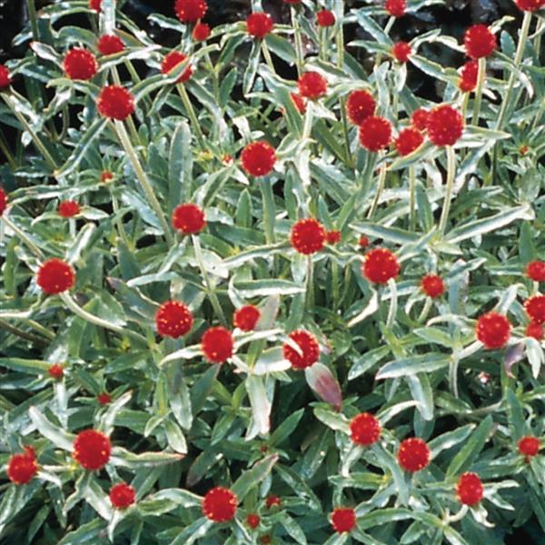 Gomphrena Other Strawberry Fields - Bloom
