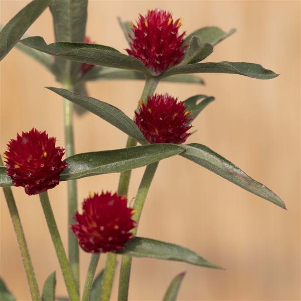 Gomphrena Strawberry Fair - Bloom