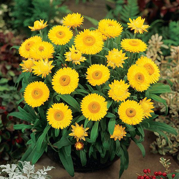 PLANT NAME Container
