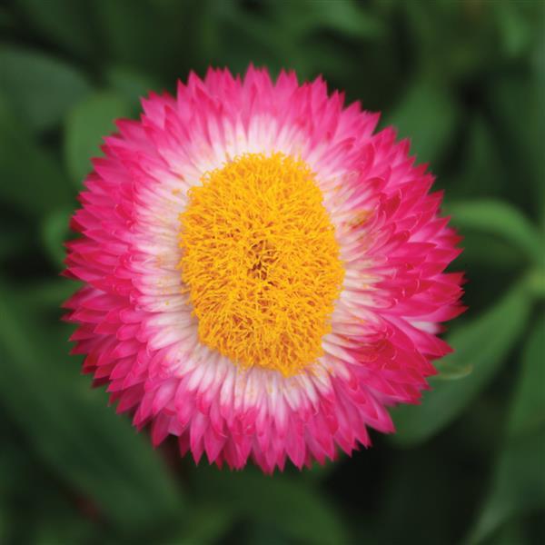 PLANT NAME Bloom