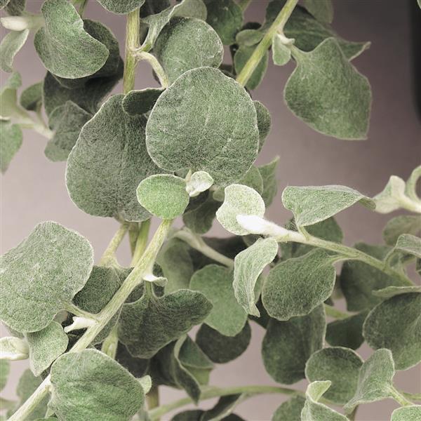 PLANT NAME Bloom
