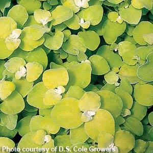 Helichrysum Limelight - Bloom