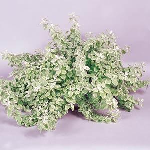 Helichrysum Other Variegated - Container