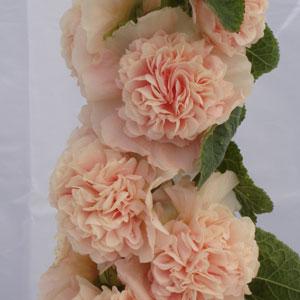 Alcea Chater's Chamois Rose - Bloom
