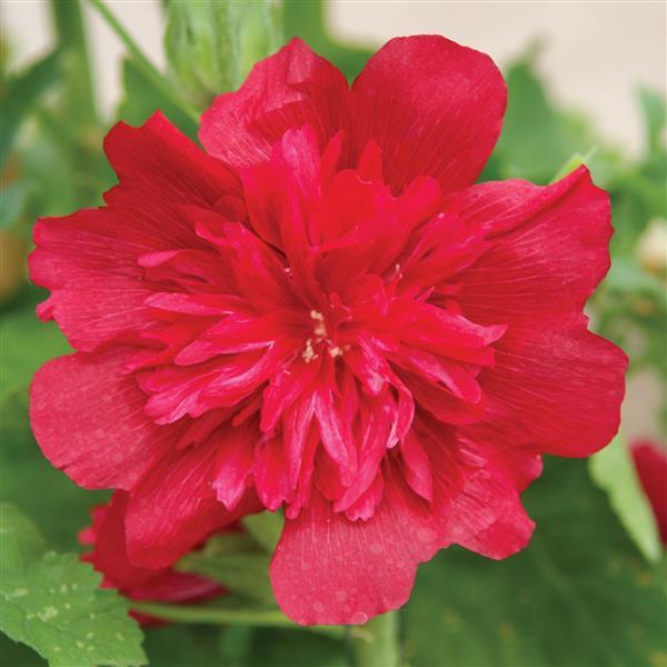 Alcea Spring Celebrities Carmine Rose - Bloom
