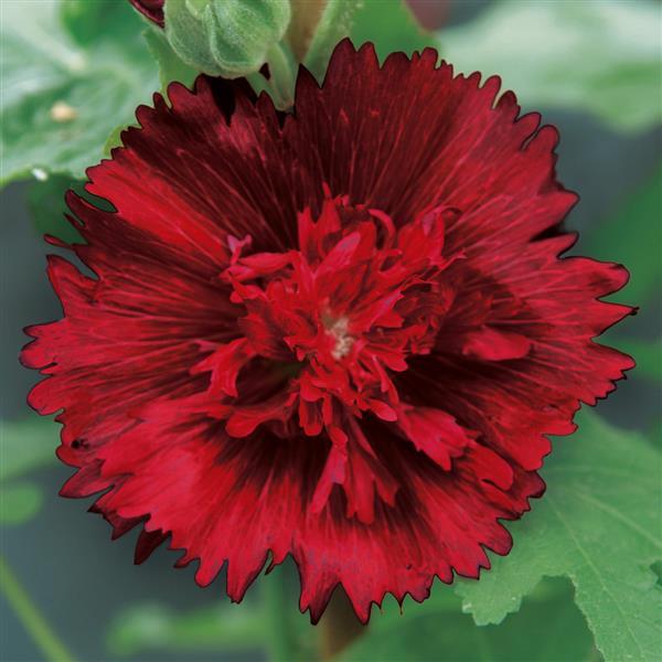 Alcea Spring Celebrities Crimson - Bloom