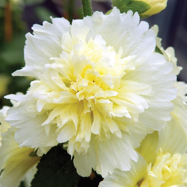 Alcea Spring Celebrities Lemon - Bloom