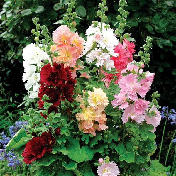 Alcea Spring Celebrities Mix - Bloom