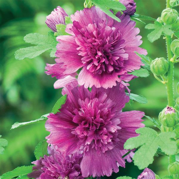 Alcea Spring Celebrities Purple - Bloom