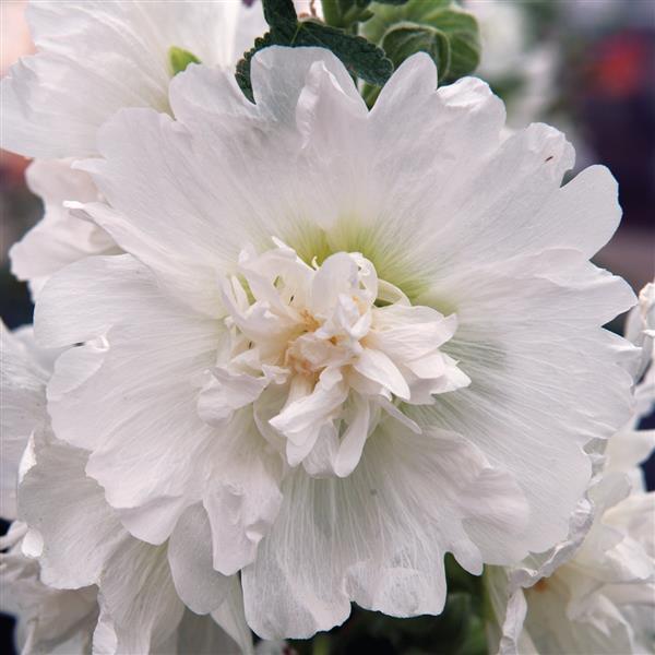 Alcea Spring Celebrities White - Bloom