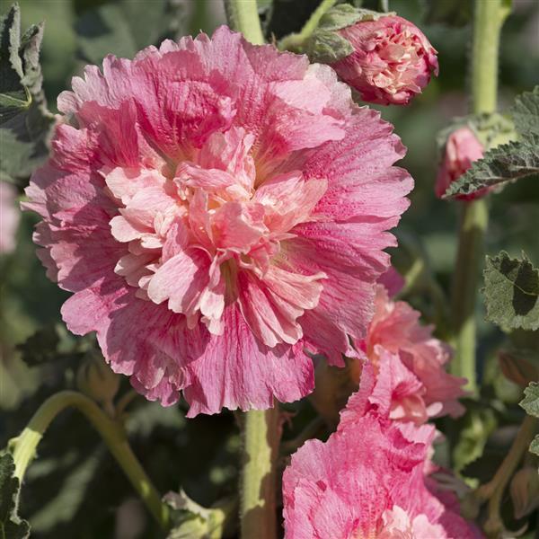 Alcea Summer Carnival Old Rose - Bloom