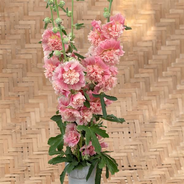 Alcea Summer Carnival Old Rose - Container