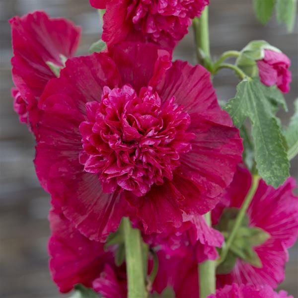 Alcea Summer Carnival Red - Bloom