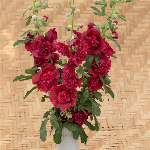 Alcea Summer Carnival Red - Container