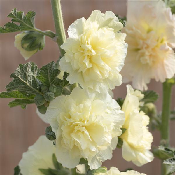 Alcea Summer Carnival Yellow - Bloom