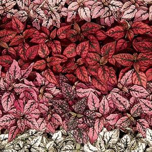 Hypoestes Splash Select Mixture - Bloom