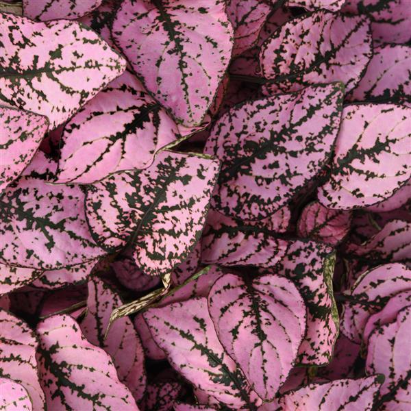 Hypoestes Splash Select™ Pink - Bloom