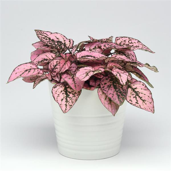 Hypoestes Splash Select Pink - Container