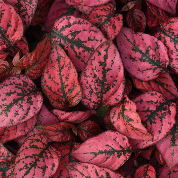 Hypoestes Splash Select™ Red - Bloom