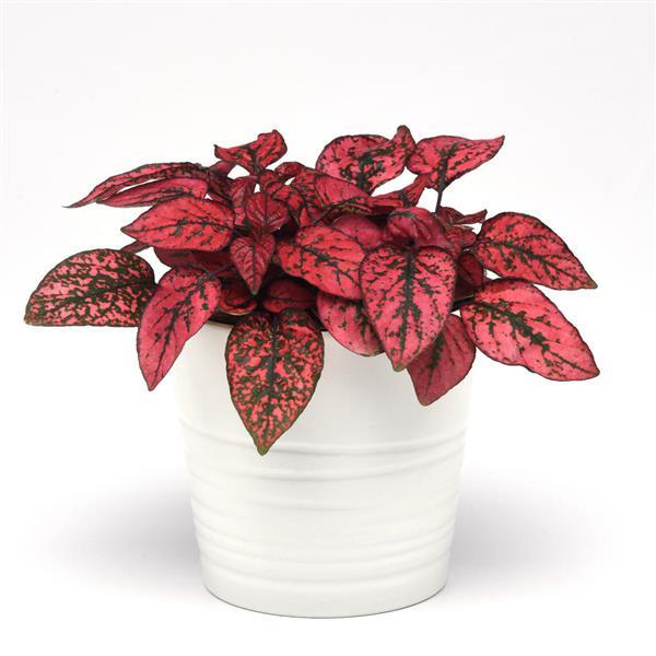 Hypoestes Splash Select Red - Container