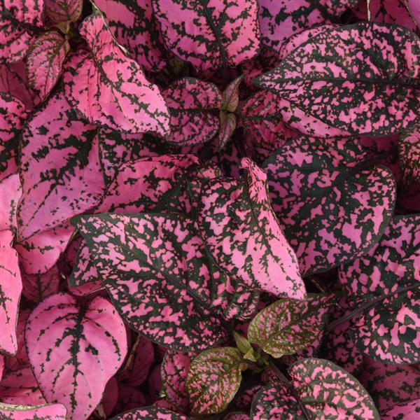 Hypoestes Splash Select™ Rose - Bloom