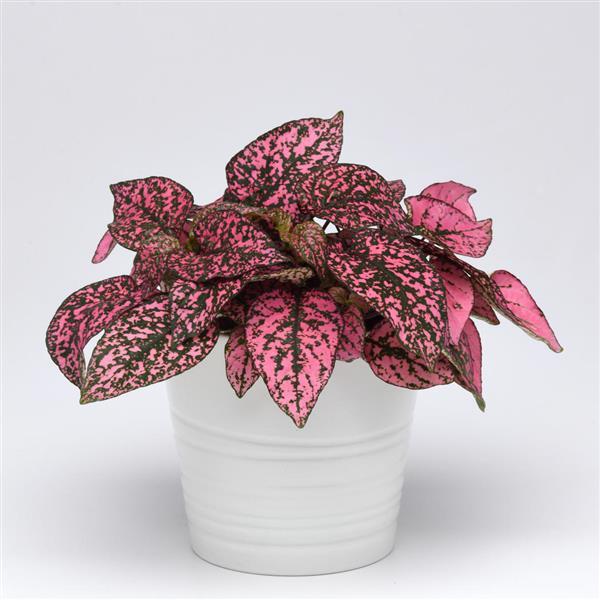 Hypoestes Splash Select Rose - Container