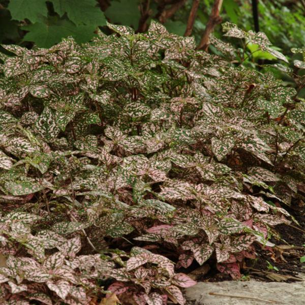 Hypoestes Splash Select Rose - Landscape