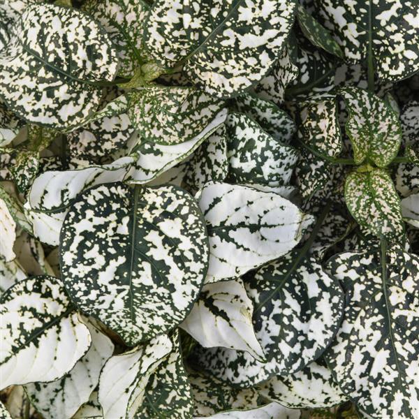 Hypoestes Splash Select™ White - Bloom
