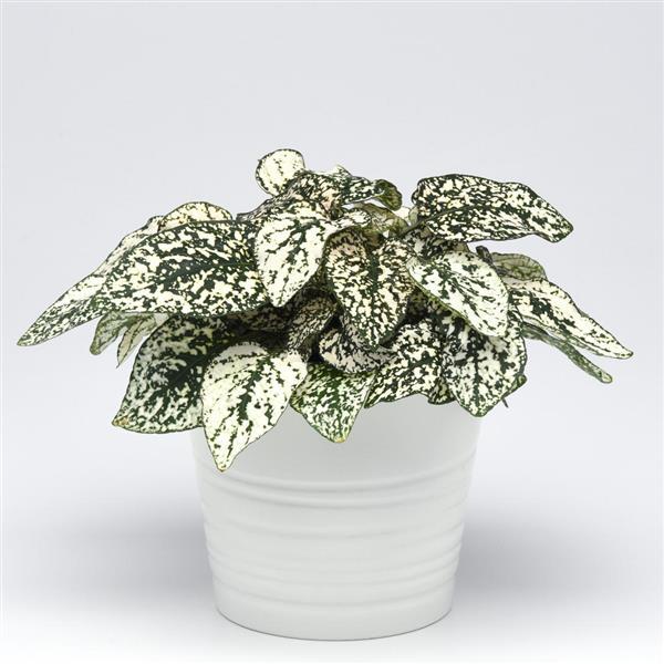 Hypoestes Splash Select White - Container
