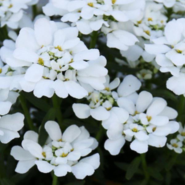 PLANT NAME Bloom