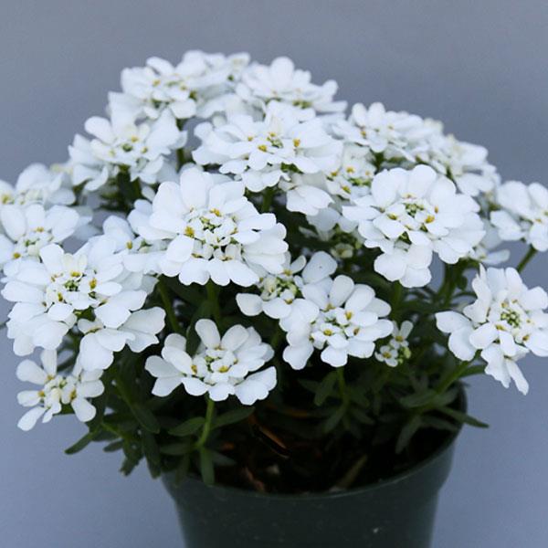 PLANT NAME Container