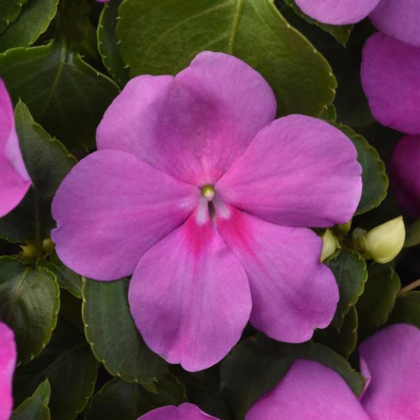 Impatiens Beacon® Blue Pearl - Bloom