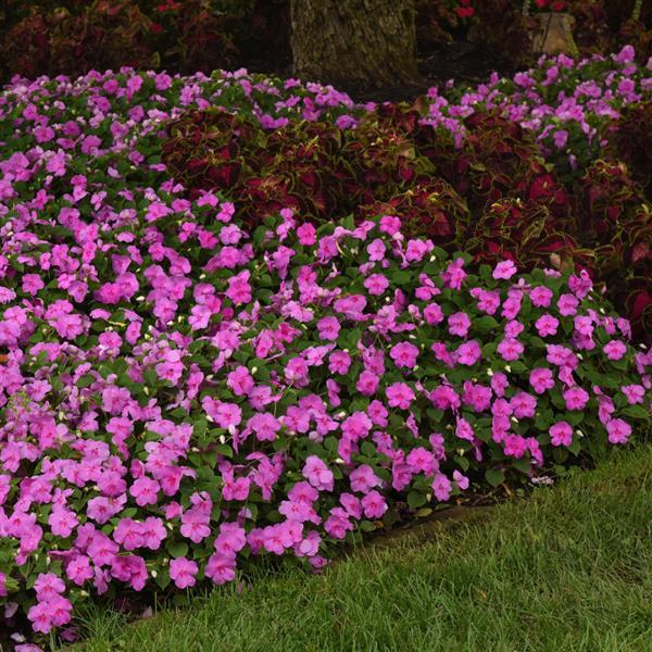 Impatiens Beacon Blue Pearl - Commercial Landscape 1