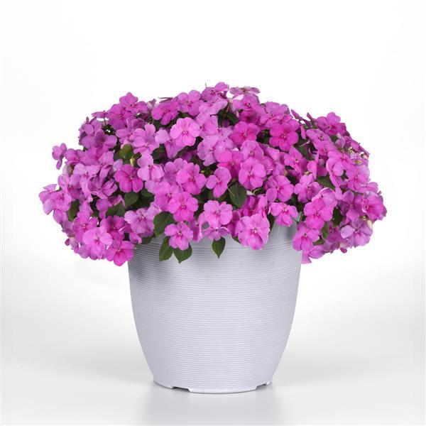 Impatiens Beacon Blue Pearl - Container