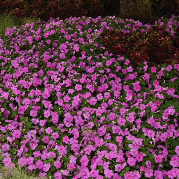 Impatiens Beacon Blue Pearl - Landscape