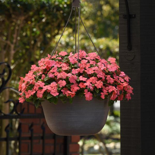 Impatiens Beacon Coral - Basket