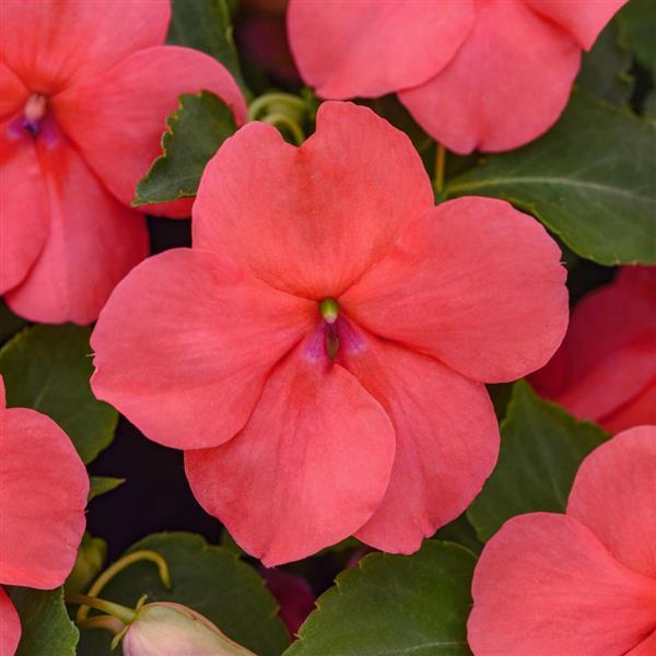 Impatiens Beacon® Coral - Bloom