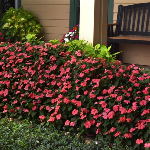 Impatiens Beacon Coral - Commercial Landscape 1