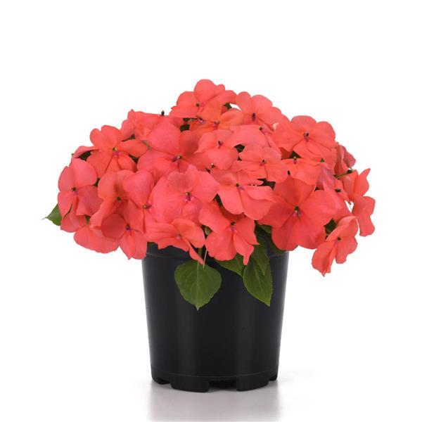 Impatiens Beacon Coral - Container