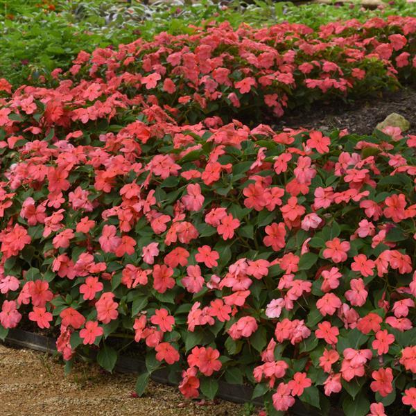 Impatiens Beacon Coral - Landscape