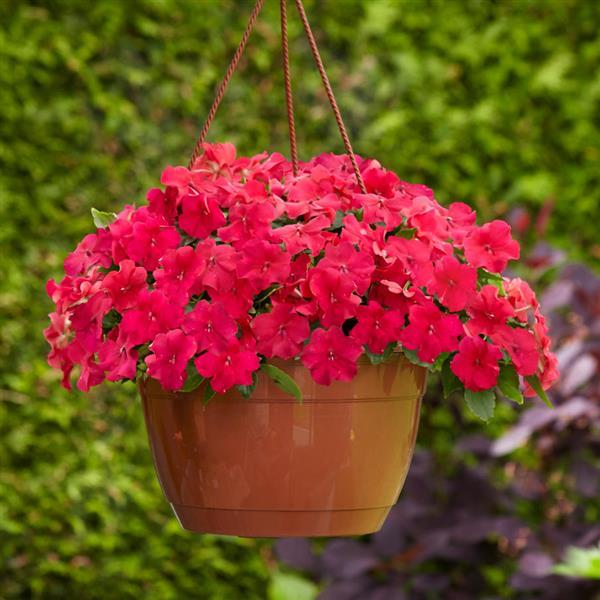 Impatiens Beacon Lipstick - Basket
