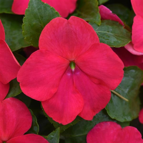 Impatiens Beacon® Lipstick - Bloom