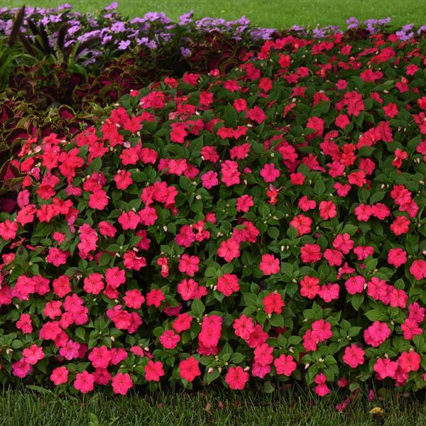 Impatiens Beacon Lipstick - Commercial Landscape 1