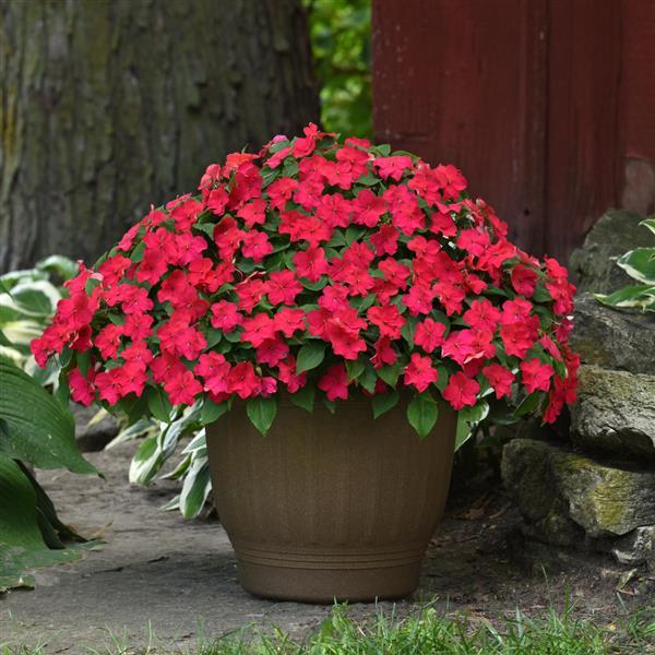 Impatiens Beacon Lipstick - Container